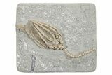 Fossil Crinoid (Macrocrinus) - Crawfordsville, Indiana #296787-1